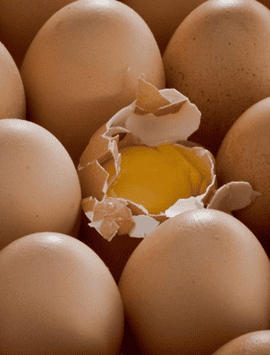 Production d’œufs de consommation