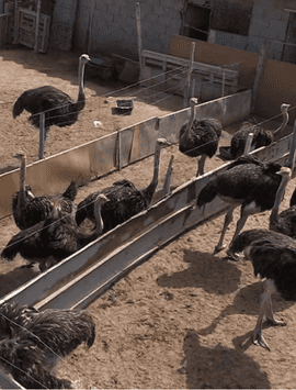 Elevage Autruches & paons & assimilés