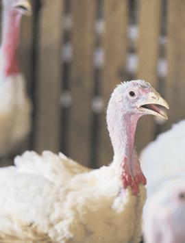 Elevage dindes