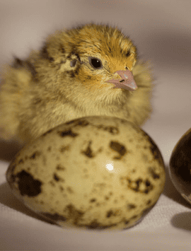 Elevage cailles & production d’œufs de cailles