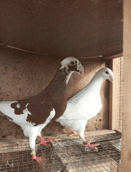 Elevage de pigeons & assimilés