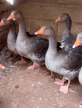 Elevage Canards & oies