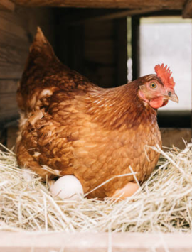 Production de poulettes prête à pondre