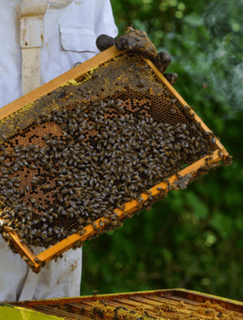 Multiplication de ruches