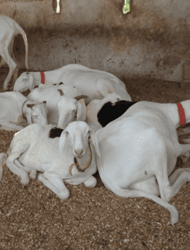 reproduction ovine